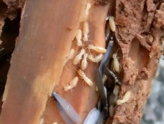 垫江白蚁防治公司分享梅雨季白蚁爆发高峰期，全屋防潮防虫实操攻略